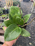 Hoya Verticillata Splash FKA Parasitica