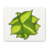 Philodendron Brasil Canvas Print – Botanical Wall Art