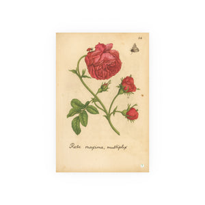 Rosa Maxima Multiplex. Colorized Historic Rose Engraving
