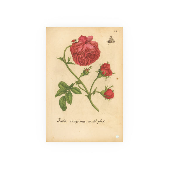 Rosa Maxima Multiplex. Colorized Historic Rose Engraving