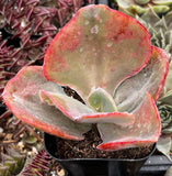 Close-up of a Echeveria 'Pink Ruffle' plant with red and green leaves.