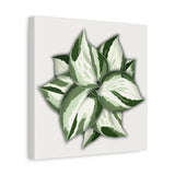 Manjula Pothos Canvas Print – Botanical Wall Art