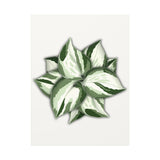 Manjula Pothos Canvas Print – Botanical Wall Art