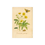 Ranunculus pratensis (Meadow Buttercup) with Butterfly, Colorized Reproduction from Erucarum Ortus (1717), GoGardenNow Exclusive