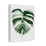 Melting Monstera Albo Canvas Print – Botanical Wall Art