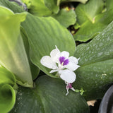 White Kaempferia galanga flower with a purple center nestled among green leaves