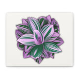 Tradescantia Nanouk Canvas Print – Botanical Wall Art