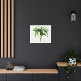 Philodendron Cream Splash Canvas Print – Botanical Wall Art
