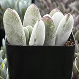 Cotyledon Silver Peak plant with a black pot against a blurred background of other plants
