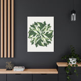 Calathea White Fusion Canvas Print – Botanical Wall Art