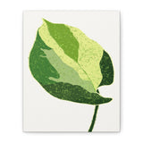 Manjula Pothos Illustrated Canvas Print – Botanical Wall Art