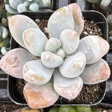 Pachyphytum 'Blue Haze' in a pot with a soft focus background