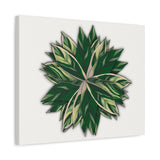 Stromanthe Triostar Canvas Print – Botanical Wall Art