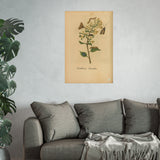 Sambucus caerulea (Blue Elderberry) with Moths, Colorized Reproduction from Erucarum Ortus (1717), GoGardenNow Exclusive