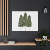 Ponderosa Pine Canvas Print – Wall Art