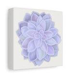 Graptopetalum Murasaki Succulent Canvas Print – Botanical Wall Art