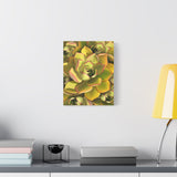 Noble Aeonium Succulent Pattern Canvas Print – Botanical Wall Art