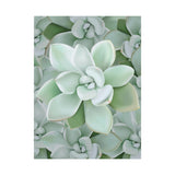 Pachyveria Haagei Succulent Pattern Canvas Print – Botanical Wall Art