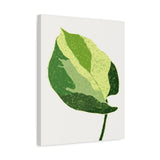 Manjula Pothos Illustrated Canvas Print – Botanical Wall Art