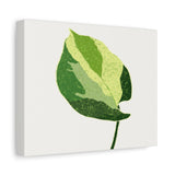 Manjula Pothos Illustrated Canvas Print – Botanical Wall Art
