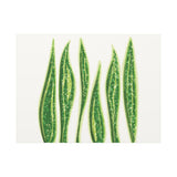 Snake Plant Canvas Print – Botanical Wall Art