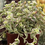 Sedum 'Little Missy' plant in a pot with a blurred background