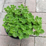 Plectranthus tomentosa - Vicks Plant