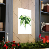 Philodendron Cream Splash Botanical Print – Unframed Wall Art