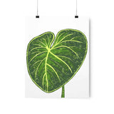 Philodendron Gloriosum Botanical Print – Unframed Wall Art