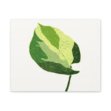 Manjula Pothos Illustrated Canvas Print – Botanical Wall Art