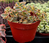 Crassula 'Calico Kitten' with red pot on a blurred background