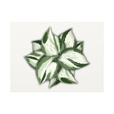 Manjula Pothos Canvas Print – Botanical Wall Art