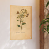 Sambucus caerulea (Blue Elderberry) with Moths, Colorized Reproduction from Erucarum Ortus (1717), GoGardenNow Exclusive