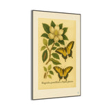 Magnolia and Eastern Tiger Swallowtail, Botanical Illustration on Canvas