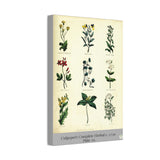 Culpeper’s Complete Herbal c.1750, Plate 10 Botanical Engraving Reproduction on Canvas