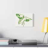 Marble Syngonium Canvas Print – Botanical Wall Art