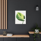 Manjula Pothos Illustrated Canvas Print – Botanical Wall Art