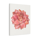 Graptosedum California Sunset Succulent Canvas Print – Botanical Wall Art