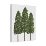 Ponderosa Pine Canvas Print – Wall Art