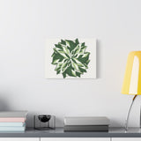 Calathea White Fusion Canvas Print – Botanical Wall Art