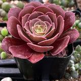 Aeonium 'Velour' plant in a pot with green plants in the background