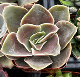 Close-up of a Echeveria 'Fireglow' plant with green and pinkish hues.