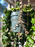 Exclusive Champagne Glow Plant Hanger – A Collab with Airblush Co. x LiveGlowGrow