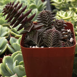 Crassula 'Pagoda Village' in a red pot with green succulents in the background