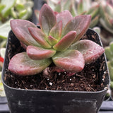 Pink Graptosedum 'California Sunset' plant in a black pot with a blurred background