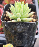 Echeveria 'Marcus' plant in a black pot with a blurred background
