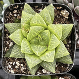 Gasteria Green Ice plant in a pot with soil and small stones