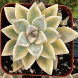 Graptopetalum paraguayense f. variegata in a pot with a blurred background