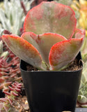 Echeveria 'Pink Ruffle' plant with red and green leaves in a pot, surrounded by other cacti.