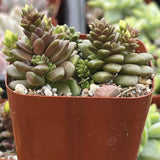 Potted Cremnosedum Little Gem plant with green and red leaves in an orange pot.